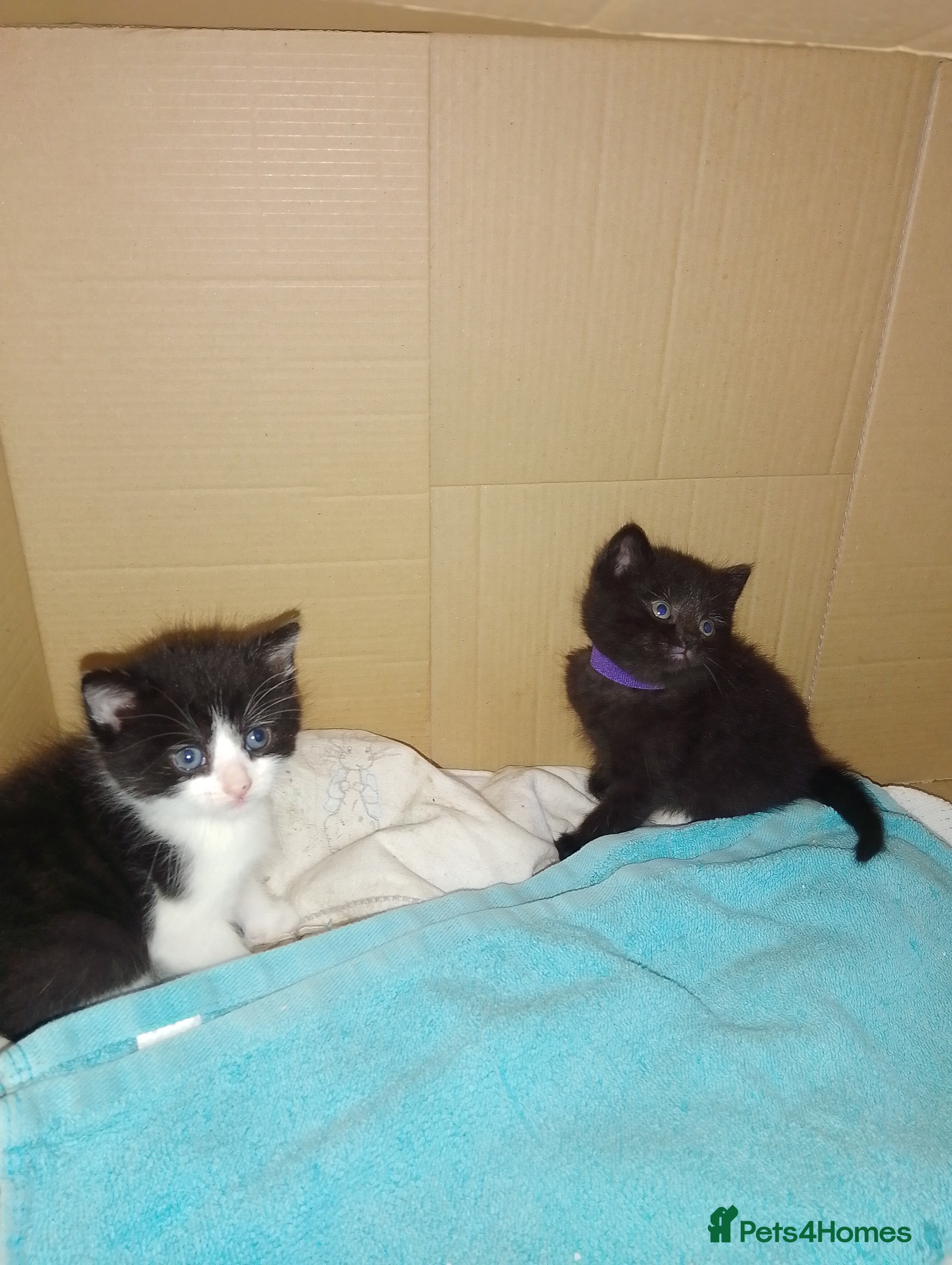 Mixed Breed cats Beautiful kittens  - Advert 5