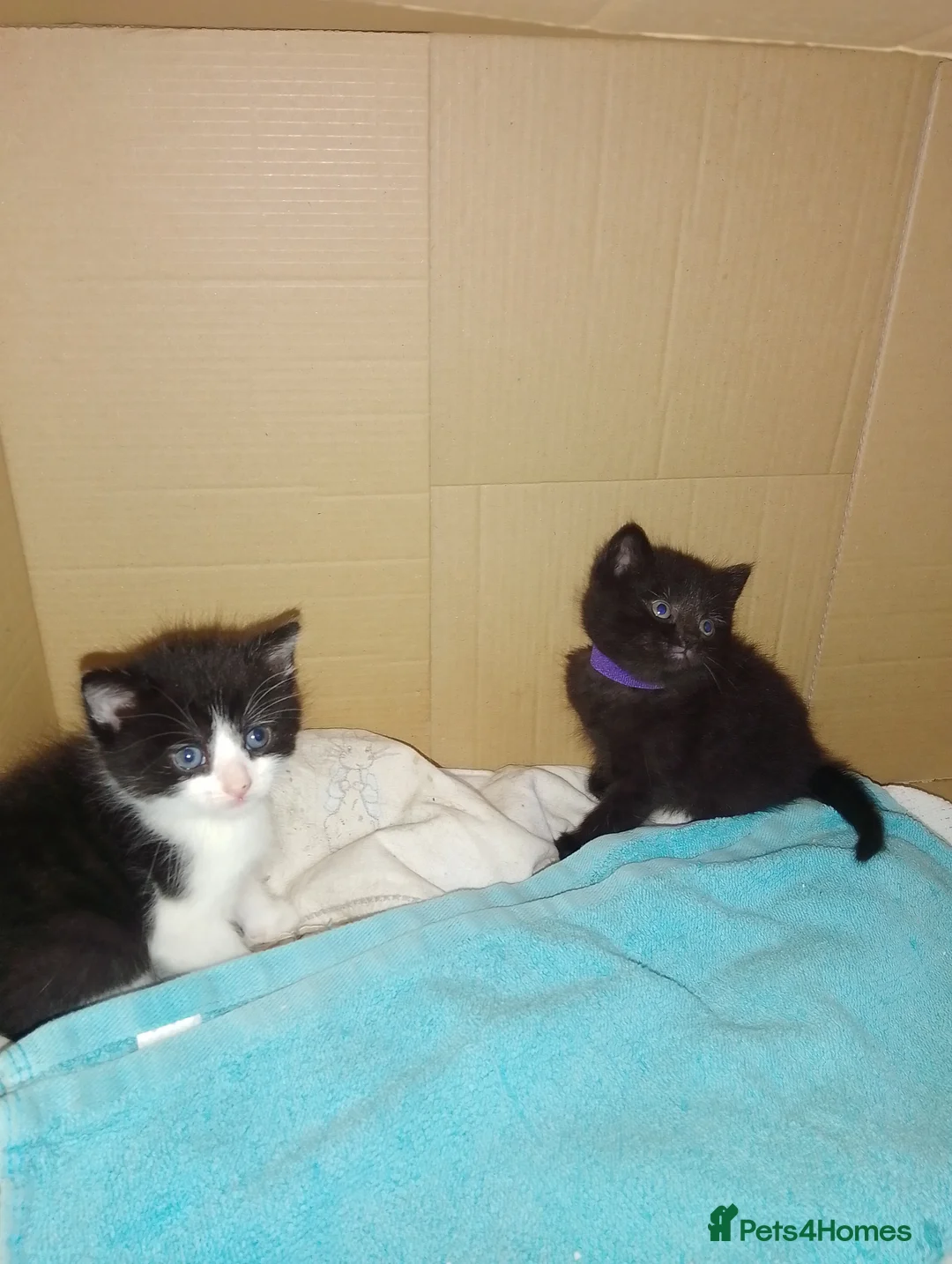 Mixed Breed cats for sale: Beautiful kittens  - Advert 1