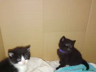 Mixed Breed cats Beautiful kittens - Advert 2