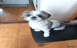 Shih Tzu dogs for sale: Shih tzu girl - Image 1