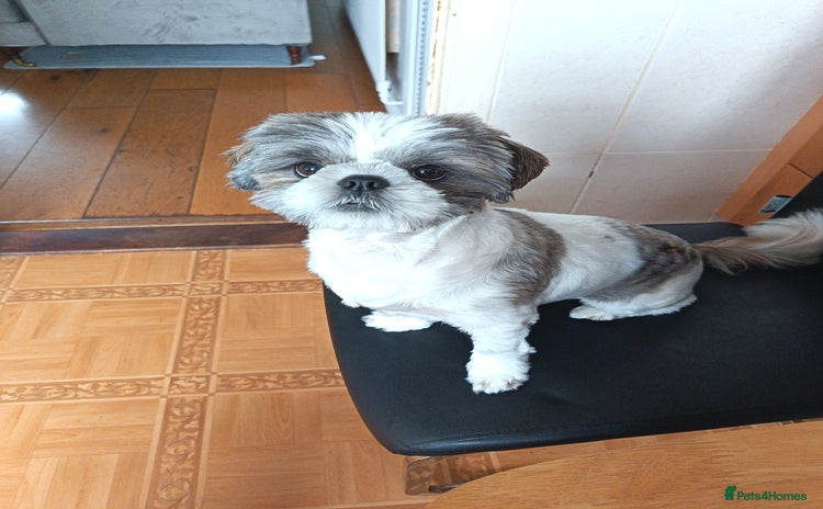 Shih Tzu dogs - Advert 1