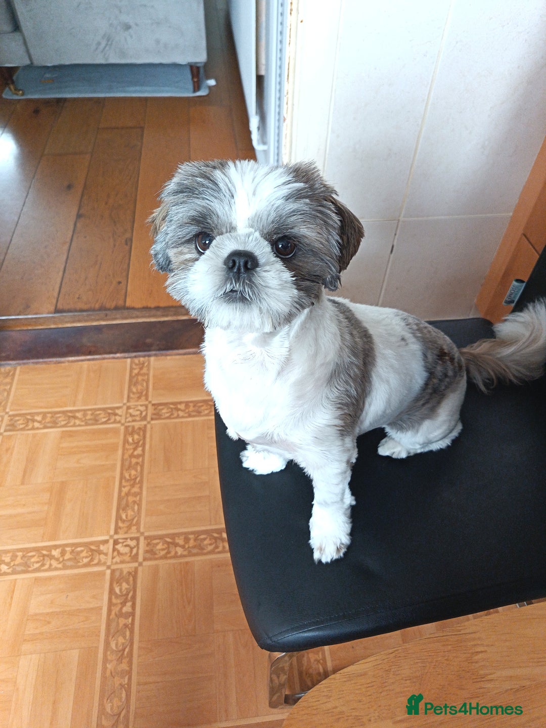 Shih Tzu dogs for sale: Shih tzu girl - Image 1