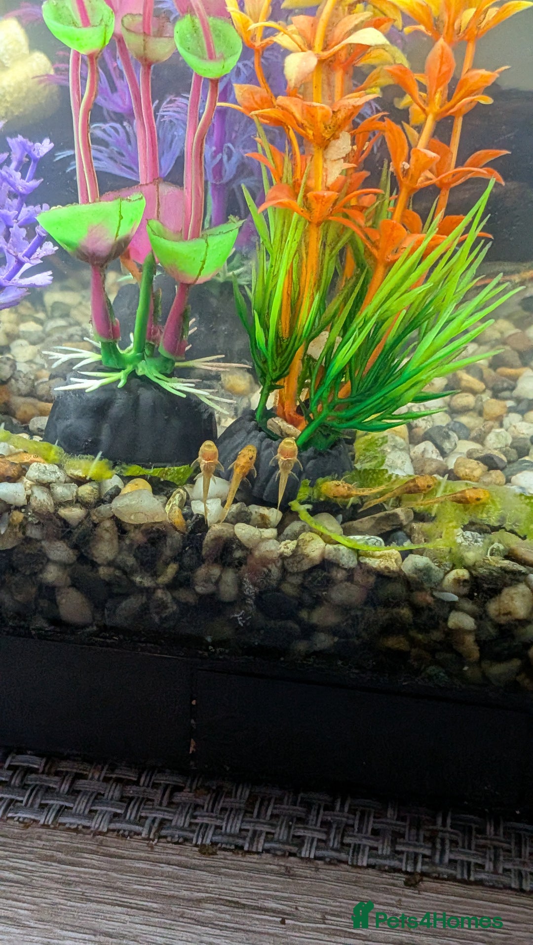 Plecos fish for sale: Super Red Dwarf Bristlenose Pleco Fy - Advert 2