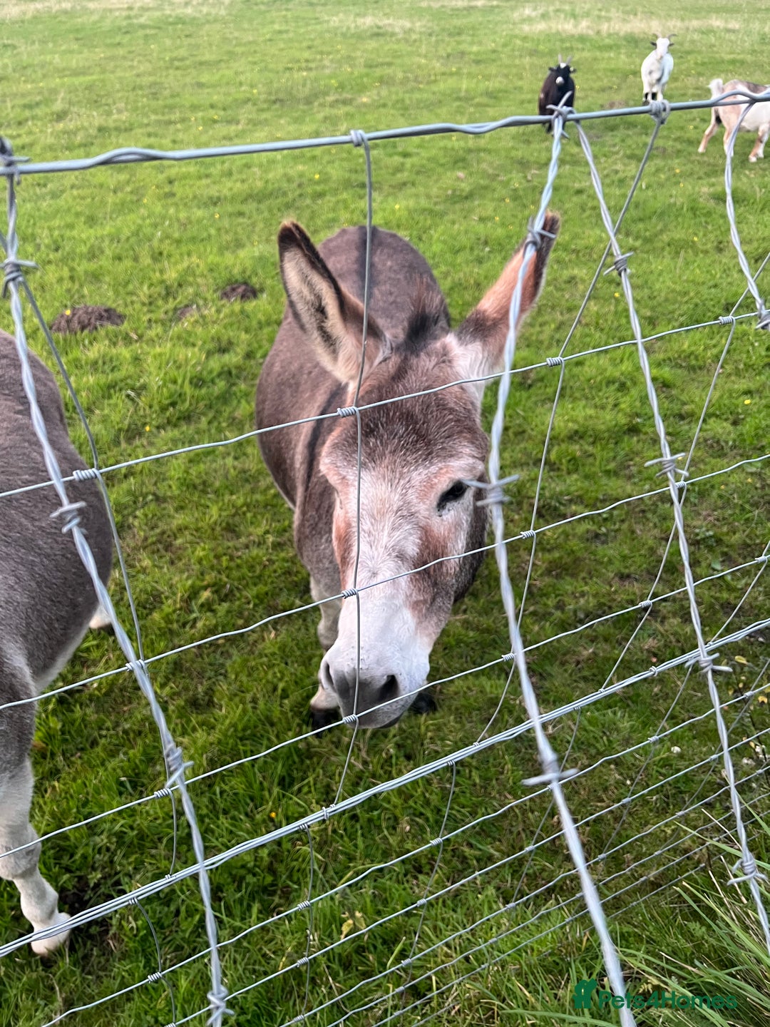 Other Breed horses for sale: 2 Bonded Gelding Donkeys - Image 3