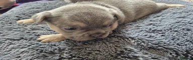 French Bulldog Puppy 2