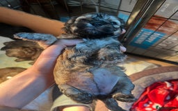 Mixed Breed dogs for sale: 🐶 Cockapoo × Shih Tzu Puppies Ready September  - Image 9