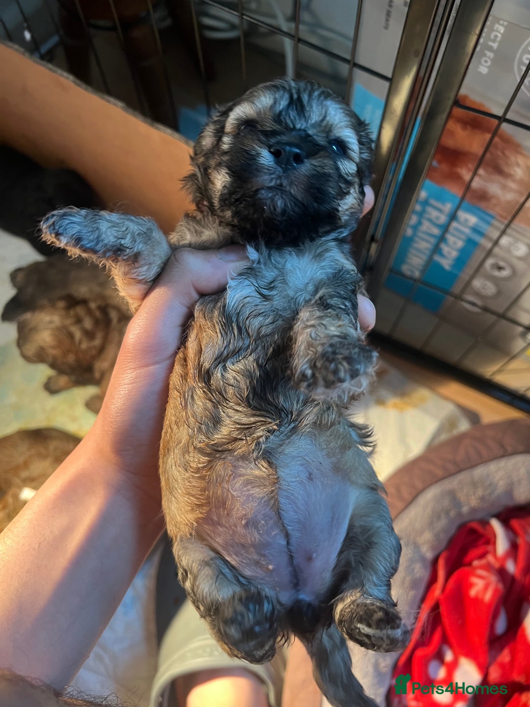 Mixed Breed dogs for sale: 🐶 Cockapoo × Shih Tzu Puppies Ready September  - Image 9