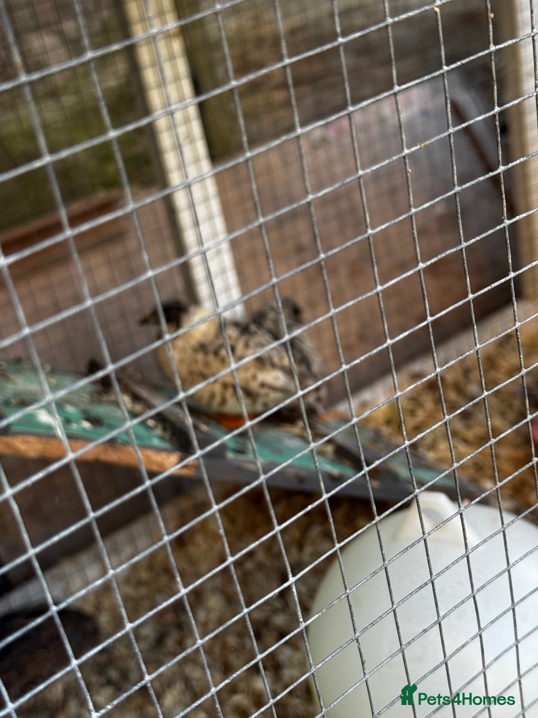 Quail poultry for sale: 3 CPQ Chinese painted quail hens  - Advert 2