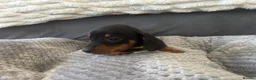 Miniature Dachshund dogs for sale: Miniature Daschund Pups for loving homes - Advert 18
