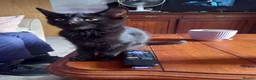 Mixed Breed cats for sale: Gorgeous kittens for sale  - Advert 15