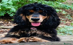 Cocker Spaniel dogs for sale: Health Tested Show Cocker Spaniels - Image 7