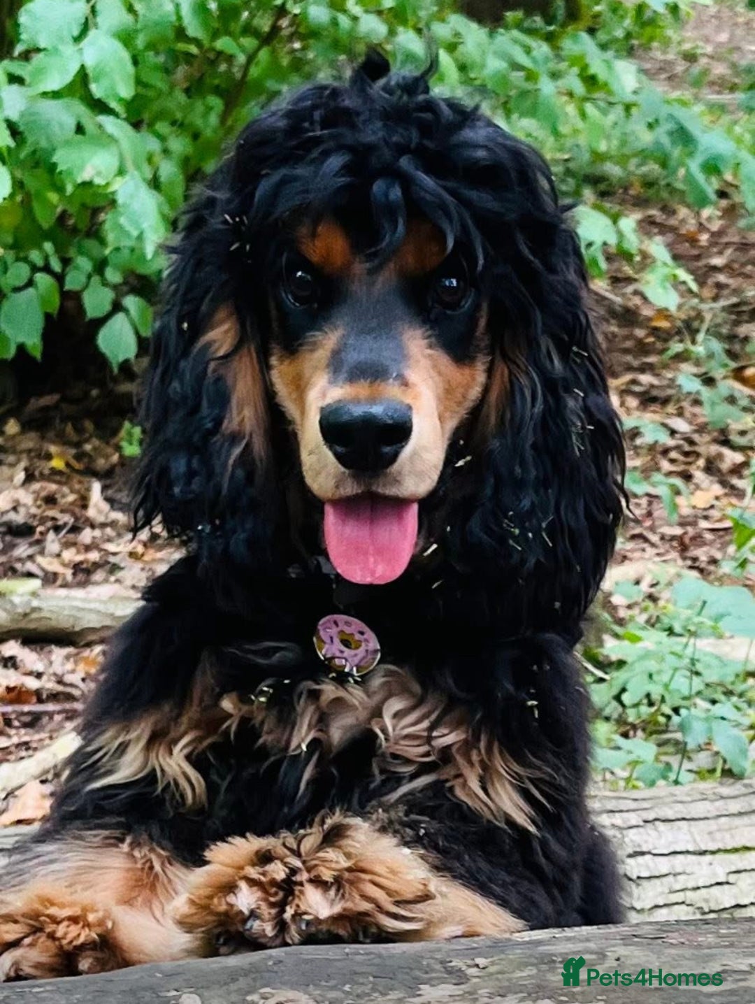 Cocker Spaniel dogs for sale: Health Tested Show Cocker Spaniels - Image 7