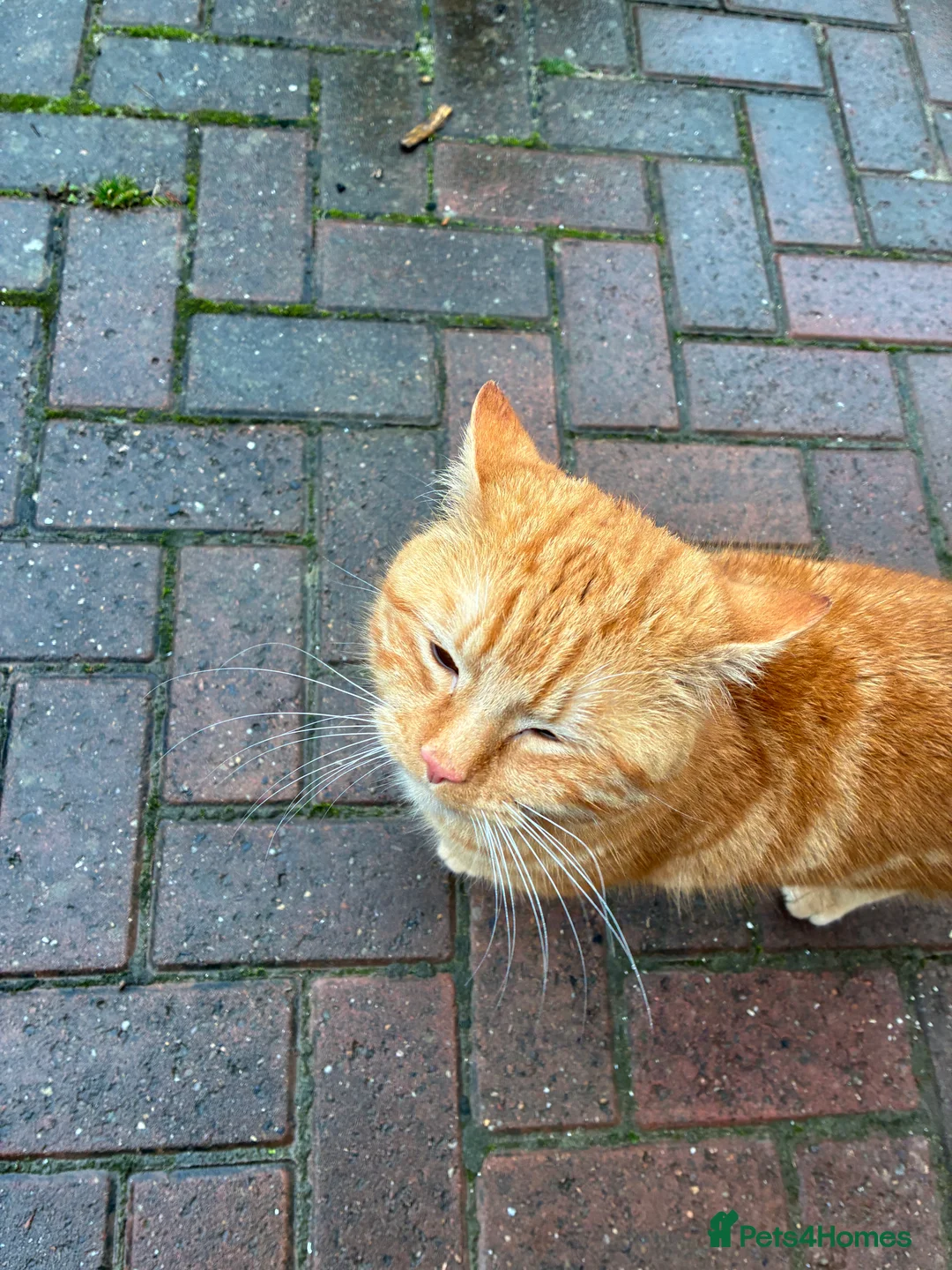 Mixed Breed cats for sale: Pair of bonded male cats 1.5yrs - Advert 2