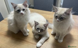 Siberian cats for sale: Siberian Kittens Neva Masquerade White - Image 1