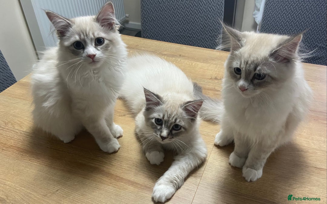 Siberian cats for sale: Siberian Kittens Neva Masquerade White - Image 1
