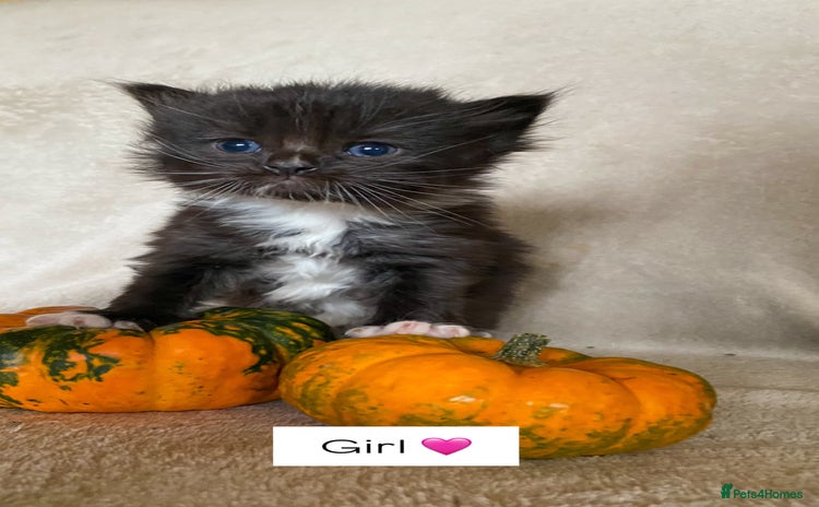 Ragdoll cats - Advert 8