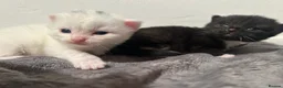 Mixed Breed cats for sale: 3 gorgeous Kittens for sale  - Advert 8