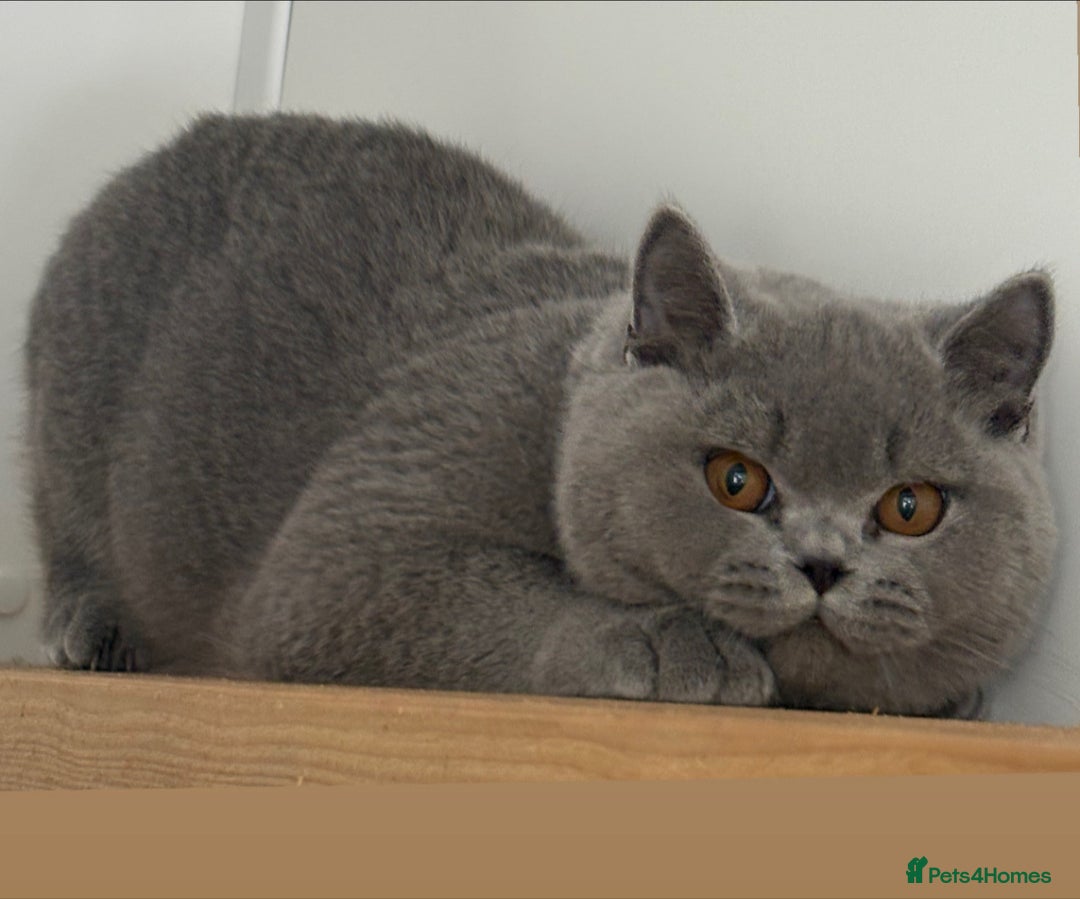 British Shorthair cats for sale: Lovely BSH  - Image 25