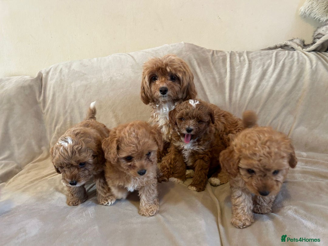 Cavapoo dogs for sale: Beautiful F1b Cavapoos Socialised, Family Raised, - Image 2