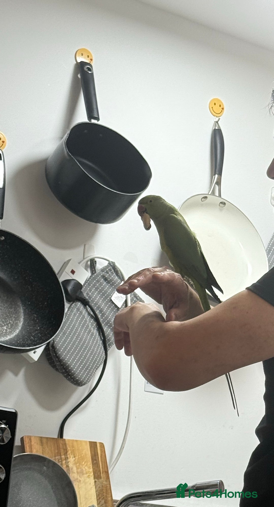 Ringnecks birds for sale: India ring neck parrot  - Image 2