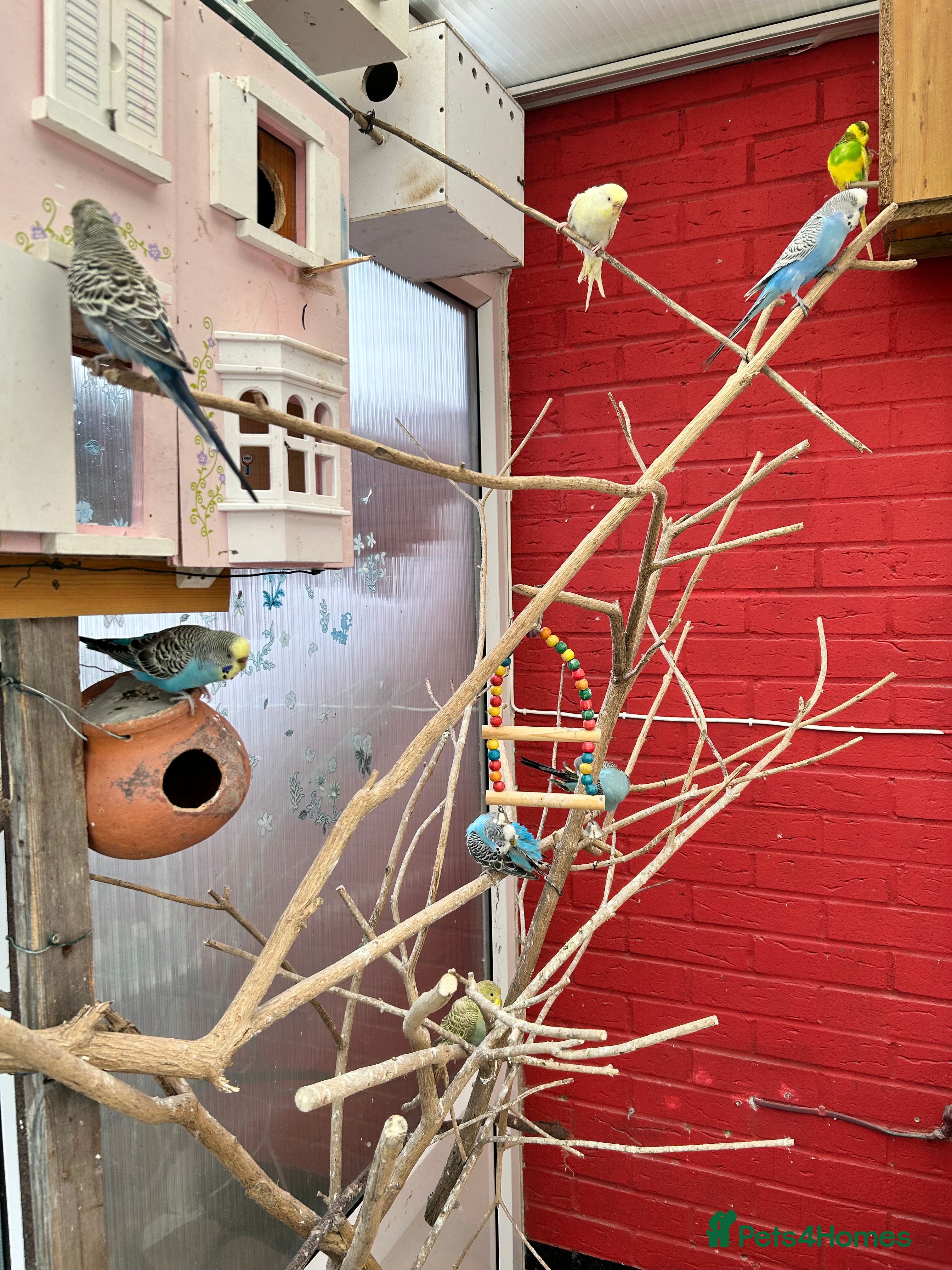 Budgerigars birds Budgies in Ashford - Advert 17