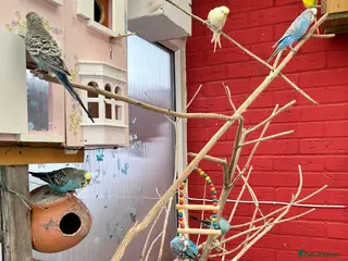 Budgerigars birds Budgies in Ashford - Advert 17