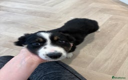 Australian Shepherd dogs for sale: *Ready Now* Australian shepherd puppies - Image 5