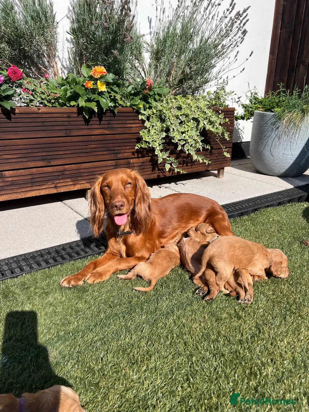 Cocker Spaniel dogs for sale: Cocker Spaniel  in Taunton - Advert 6