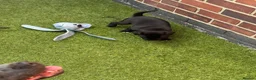 Staffordshire Bull Terrier dogs for sale: Staffordshire bull terrier - Advert 12