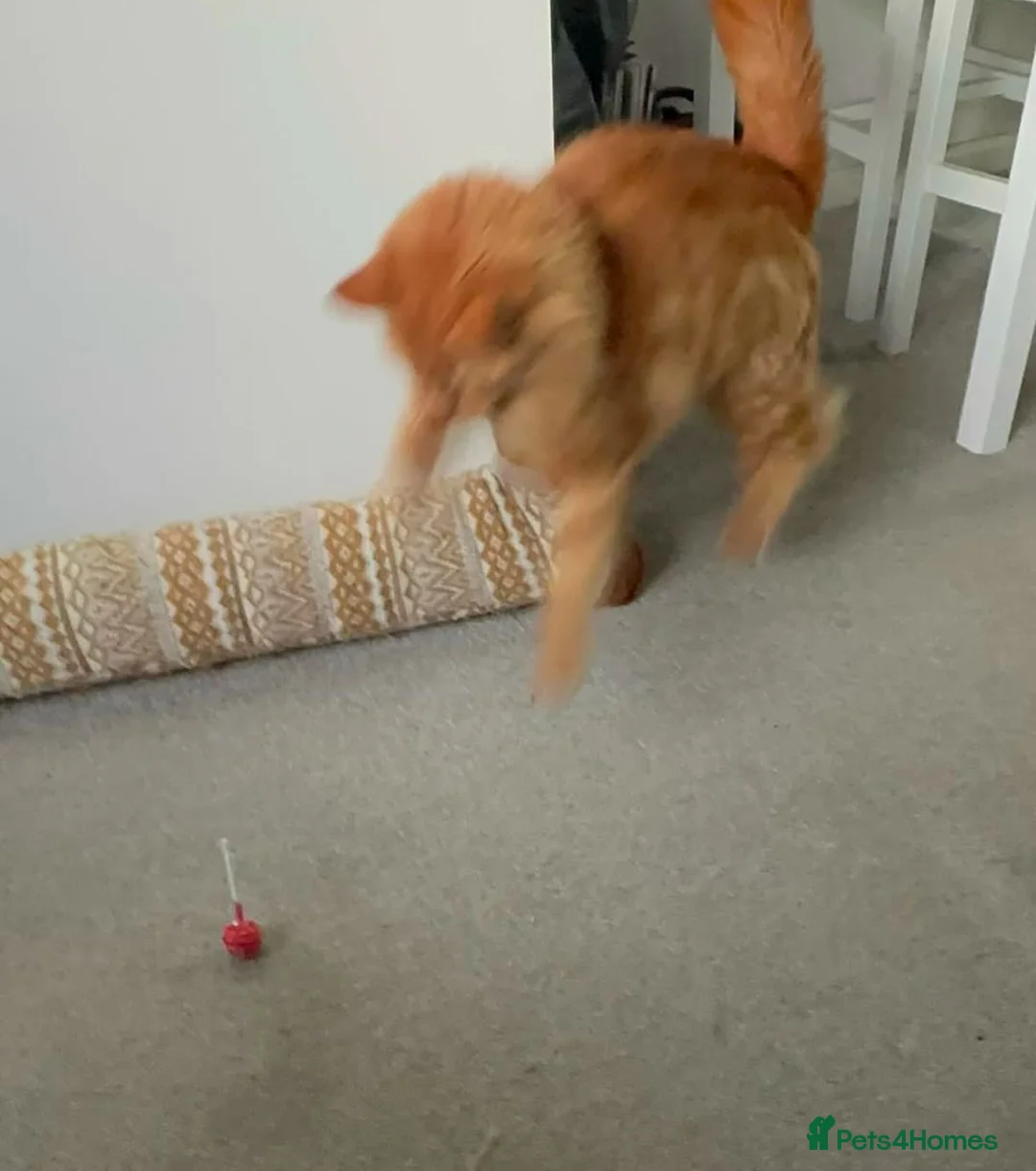 Mixed Breed cats for sale: Beautiful boy for rehoming - Advert 3