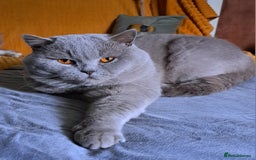 British Shorthair cats for sale: 2 Gorgeous BSH kittens - Image 8