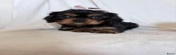 Cavalier King Charles Spaniel dogs for sale: Beautiful Cavalier King Charles puppies - Advert 11