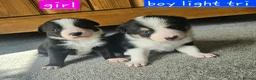 Border Collie dogs for sale: 🔥Unique tri border collie pups 🔥 - Advert 23