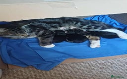 Mixed Breed cats for sale: Kittens for sale  - Image 1