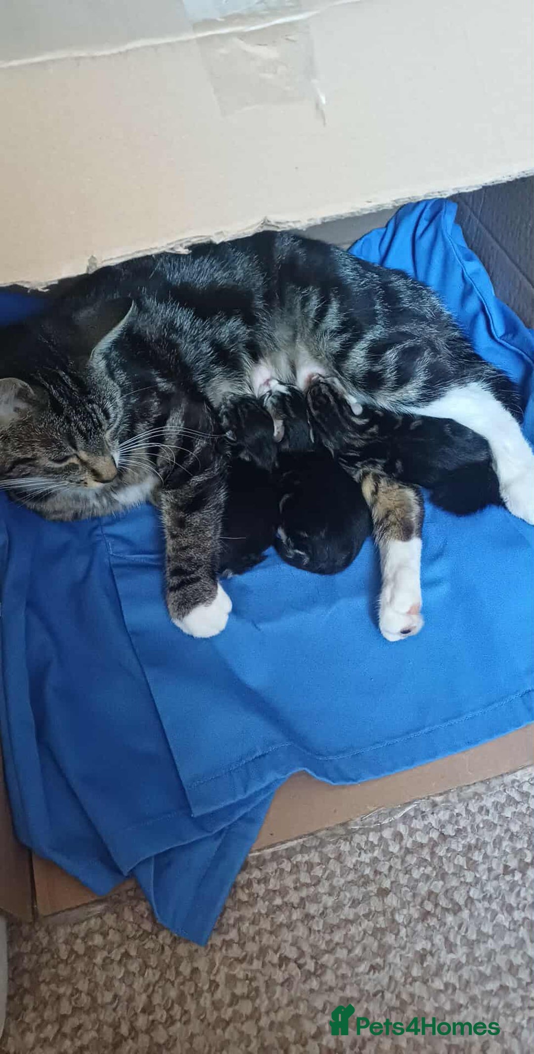 Mixed Breed cats for sale: Kittens for sale  - Image 1