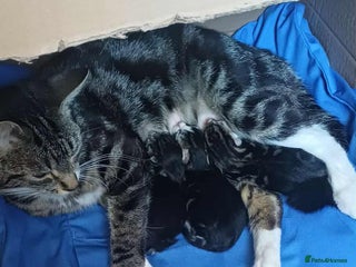 Mixed Breed cats - Advert 12