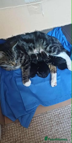 Mixed Breed cats - Advert 23