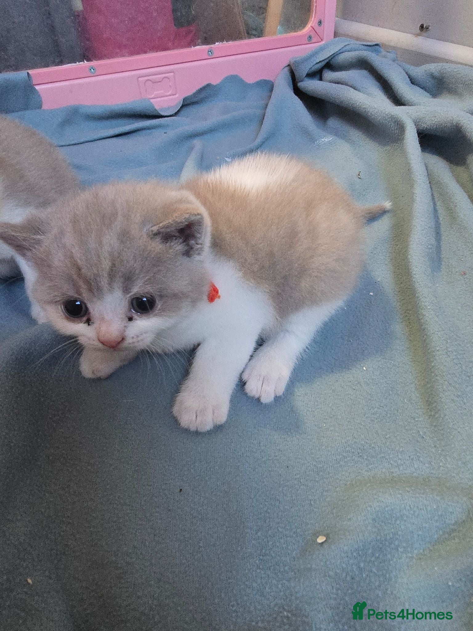 British Shorthair cats British shorthairs  kittens  - Advert 5