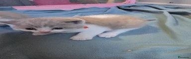 British Shorthair 1