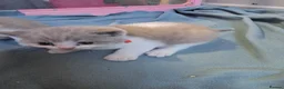 British Shorthair cats for sale: British shorthairs  kittens  - Advert 1