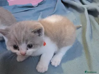 British Shorthair cats British shorthairs kittens - Advert 2