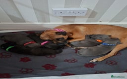 Staffordshire Bull Terrier dogs for sale: 1 female blue available ready to leave 28th August - Image 12