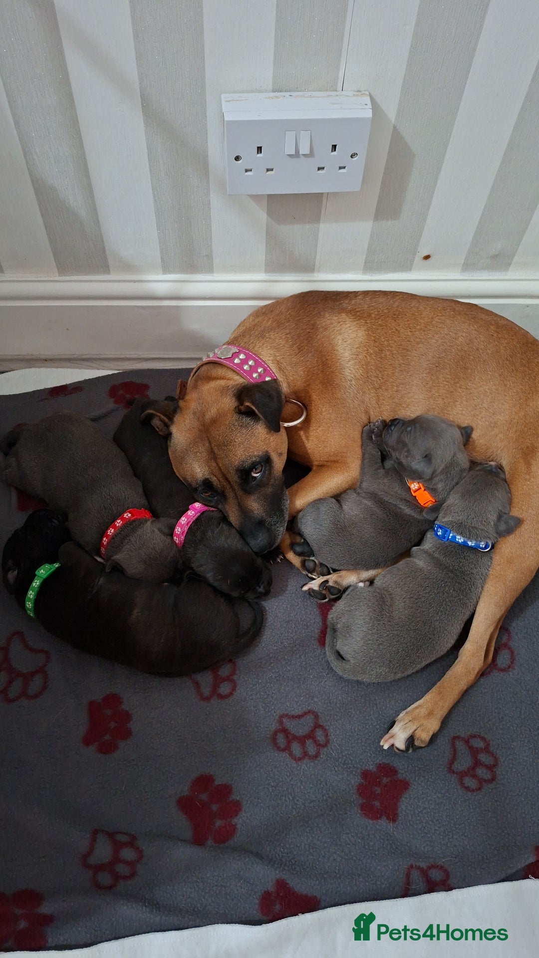 Staffordshire Bull Terrier dogs for sale: 1 female blue available ready to leave 28th August - Image 12