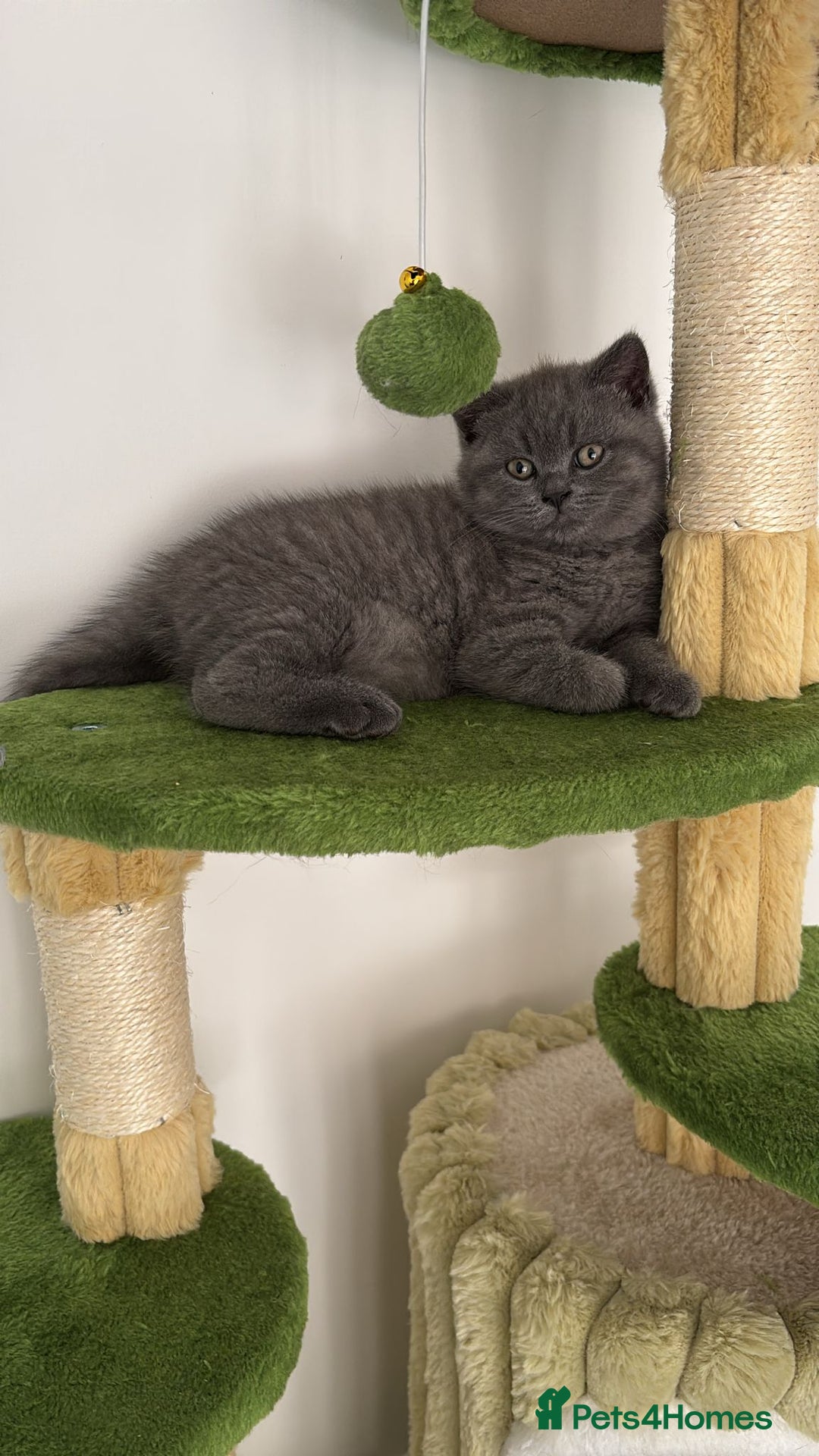British Shorthair cats for sale: Blue British short hair kittens  in Braintree - Image 34