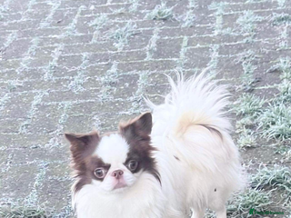 Chihuahua dogs in Doncaster - Advert 8