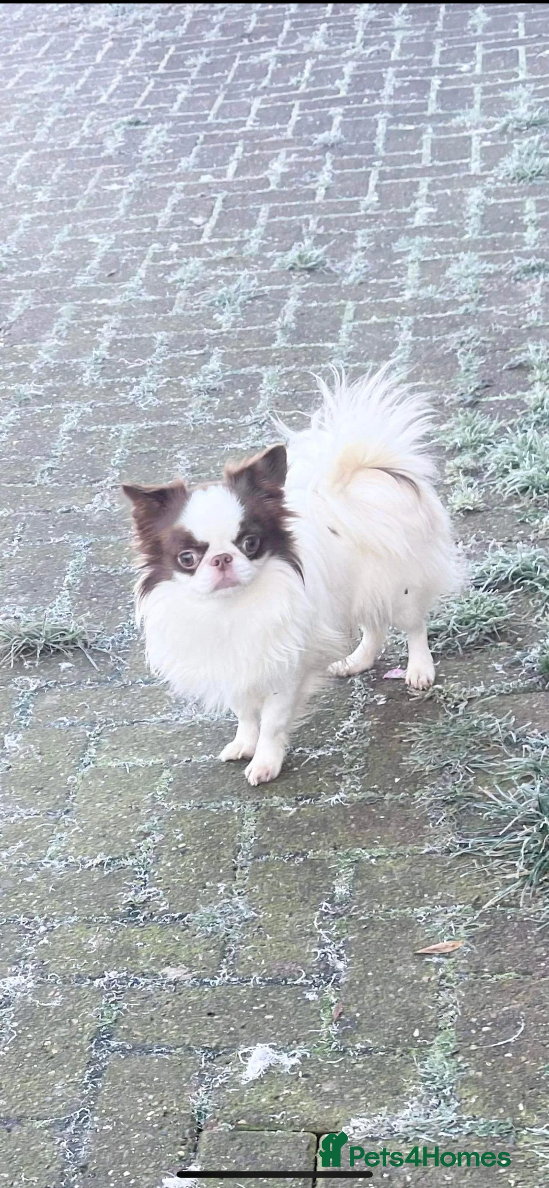 Chihuahua dogs for stud: Stunning Thailand stud boy  in Doncaster - Advert 1