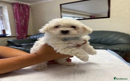 Maltese dogs for sale: Ready to go ! Gorgeous Maltese girls for salee - Image 17