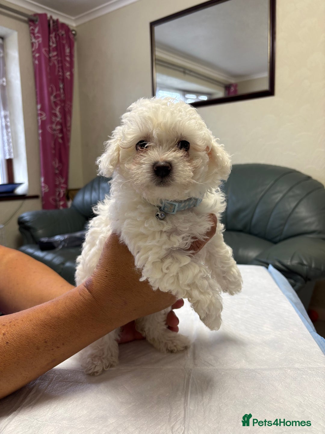 Maltese dogs for sale: Ready to go ! Gorgeous Maltese girls for salee - Image 17