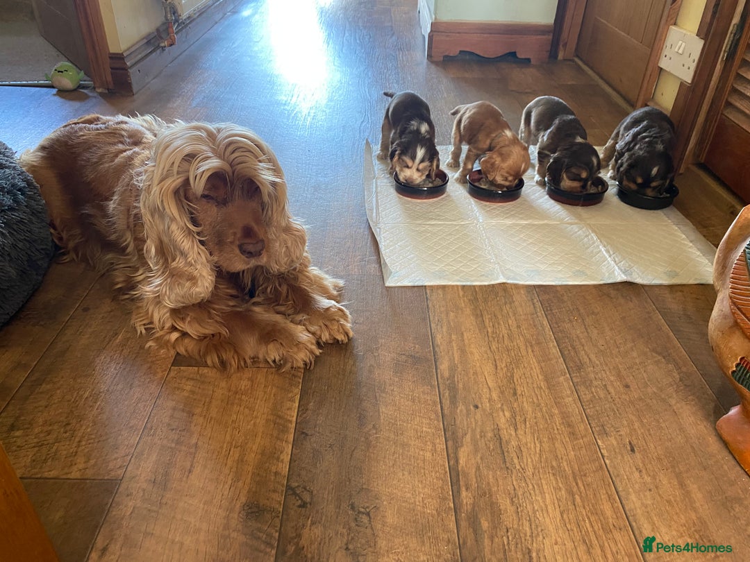 Cocker Spaniel dogs for sale: Mrs Lenton - Image 5