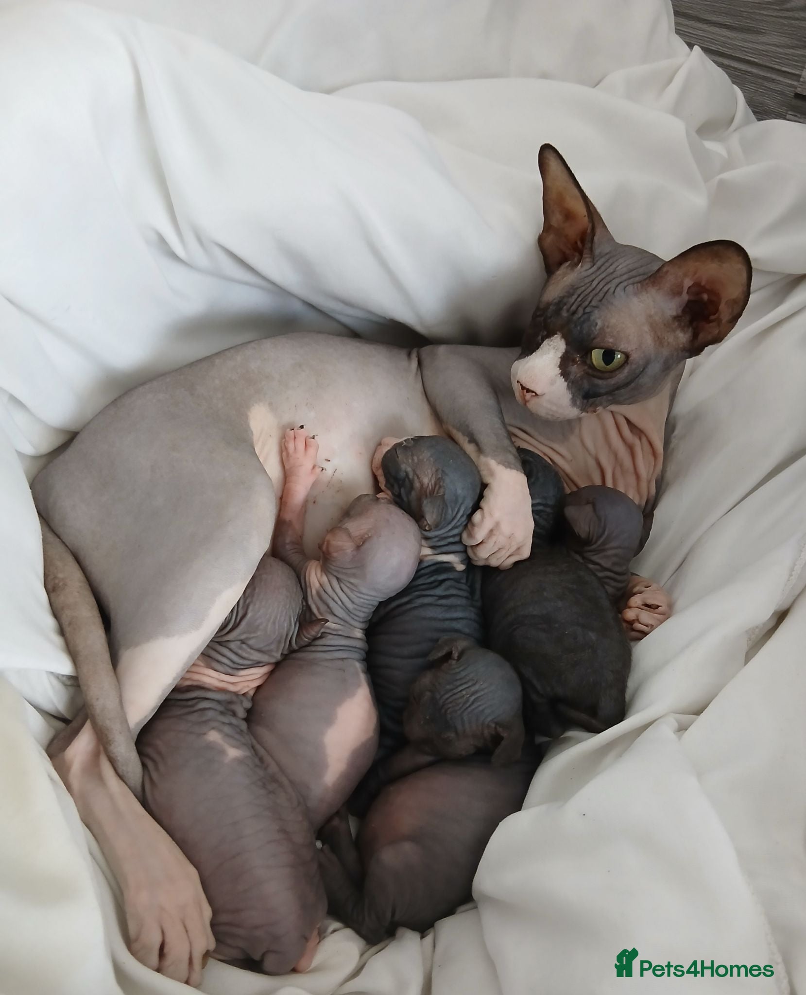 Sphynx cats Beautiful  Sphynx kitten for sale  - Advert 14